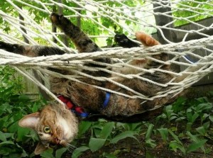 Escape plot foiled by hammock