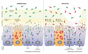 Antimicrobial peptides (AMPs), including defensins and cathelicidins, constitute an arsenal of innate regulators of paramount importance in the gut.
